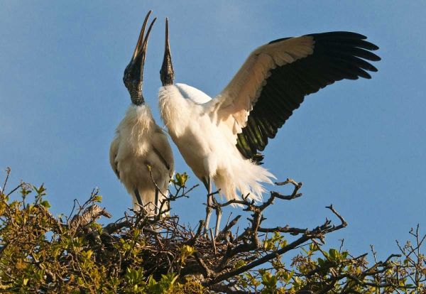 FL, Wood stork pair on nest in courtship display